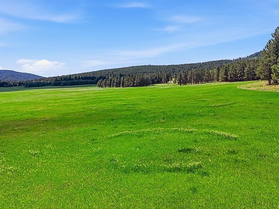 Wide ground-level view of the open meadow stretching toward a forested ridgeline of ponderosa pine under a blue South Dakota sky with light cloud
