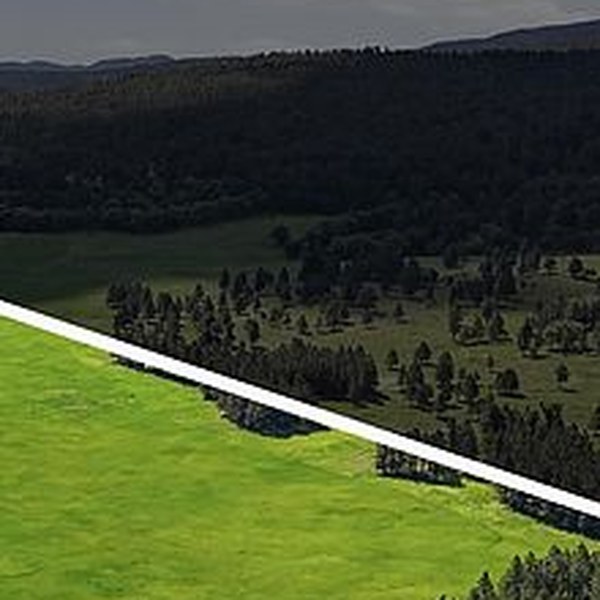 Tight crop showing one corner of the 120-acre parcel where the surveyed lot line meets the bordering Black Hills National Forest, with the pine treeline visible along the edge