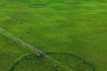 Tight ground-level crop showing the worn circular tracks in the pasture and a curving wheel track running across the grass, a texture detail of the working land